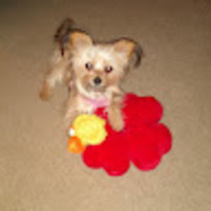 Meet your Posher, Joe